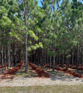 timberland leasing fire line plows