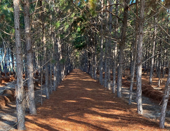 timberland leasing pine straw florida