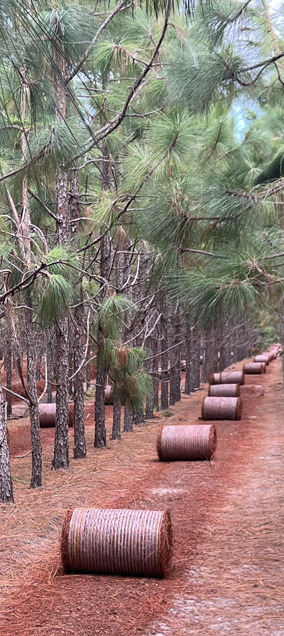 wholesale colored pine rolls bales sold by truckload