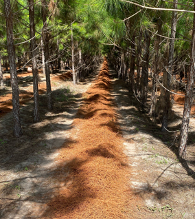 wholesale pine straw sold by truckload